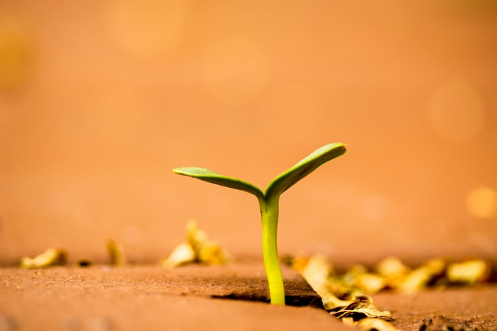 Una planta pequeña brota de la tierra